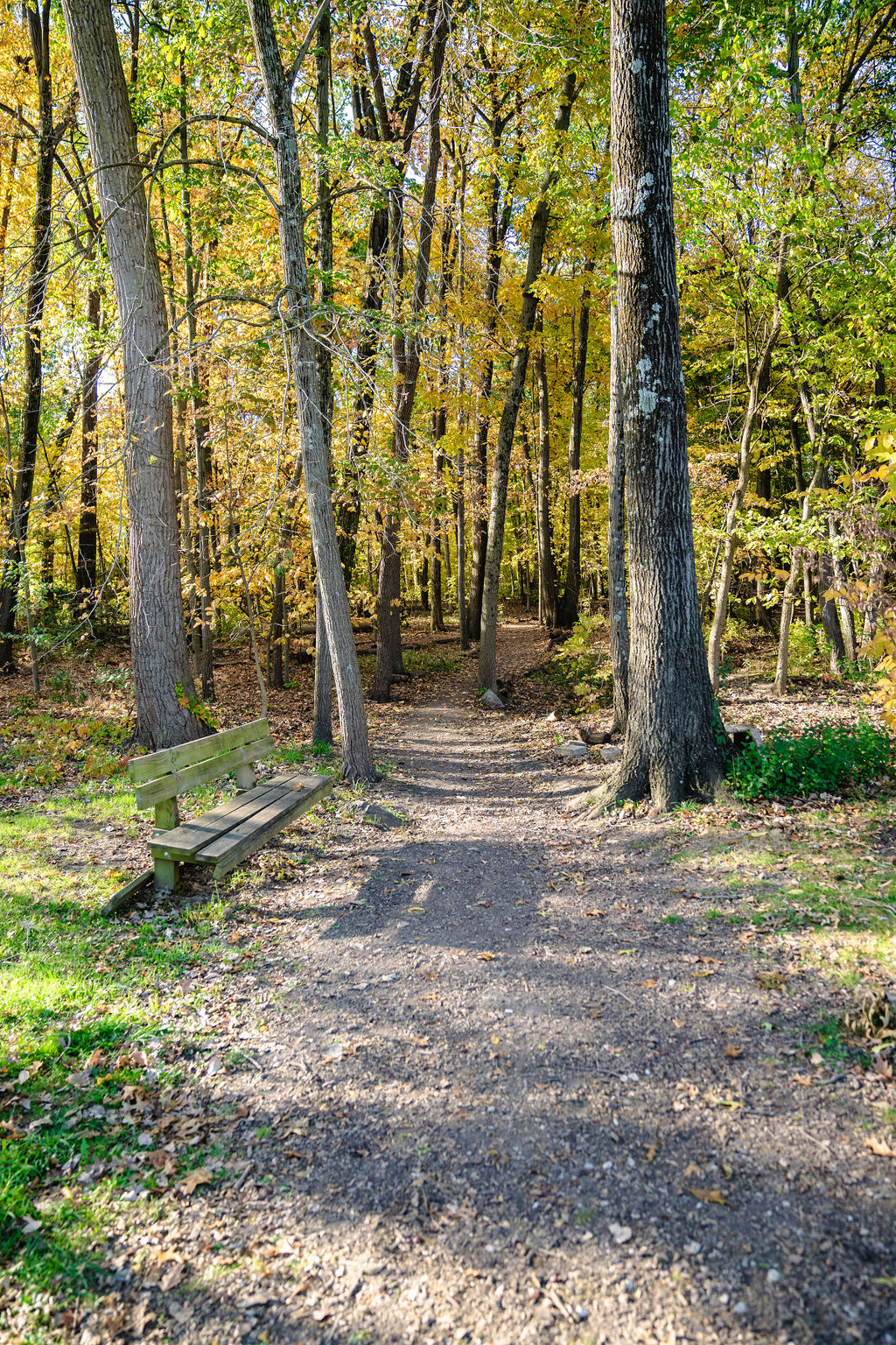 Path in Tarpy Woods